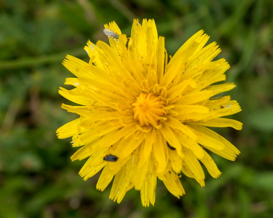 Hypochaeris radicata / Costolina giuncolina